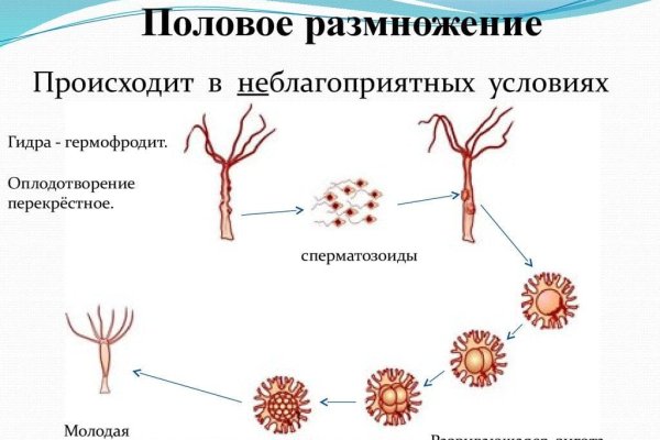 Kraken магазин