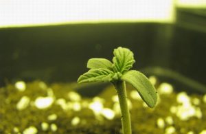 Семена каннабиса легкие в выращивании: Устойчивость к перепадам температуры и влажности